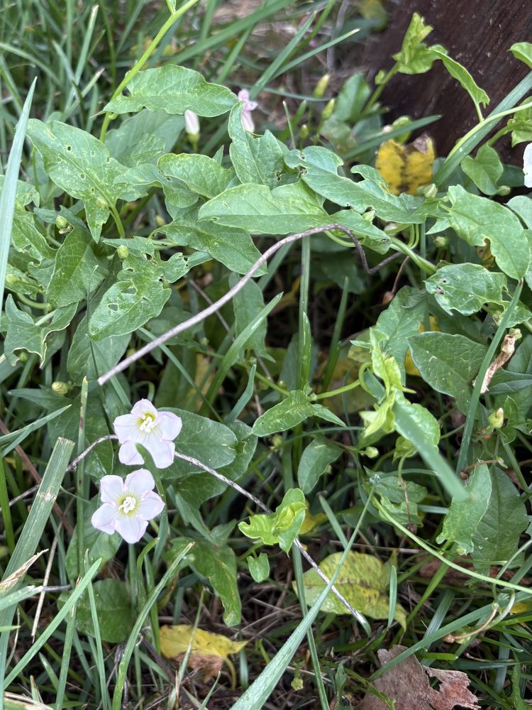 Field bindweed