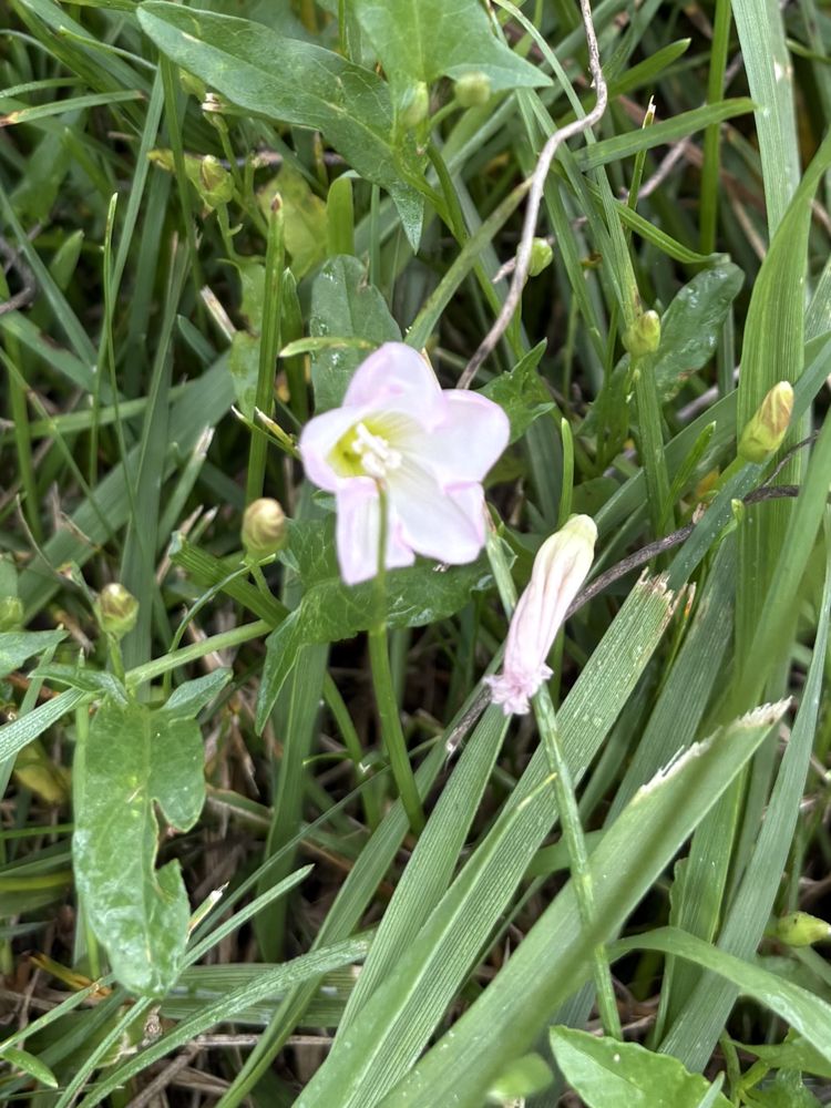 Field bindweed