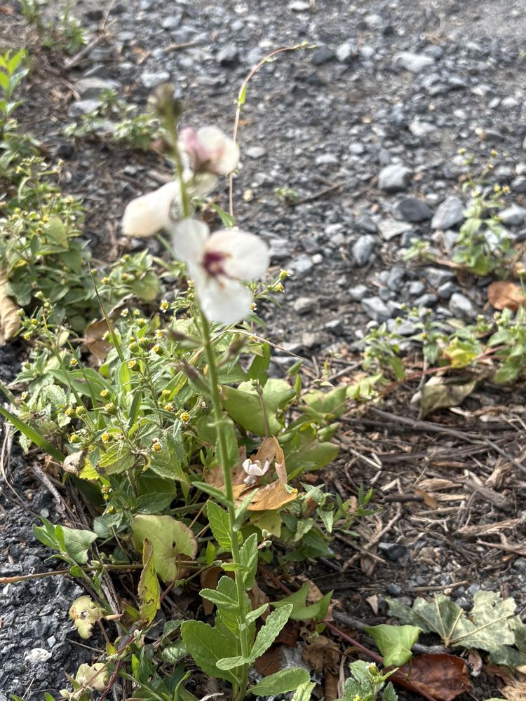 Moth mullein, white form