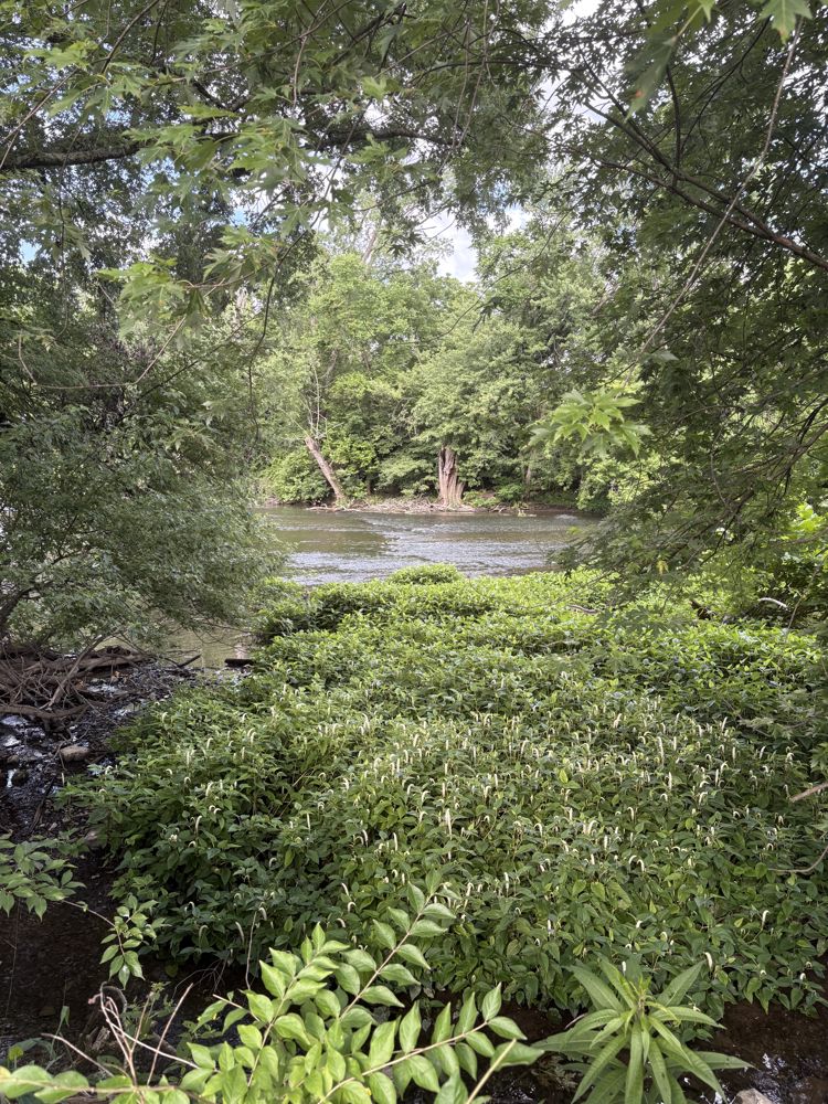 Smartweed at the river's edge