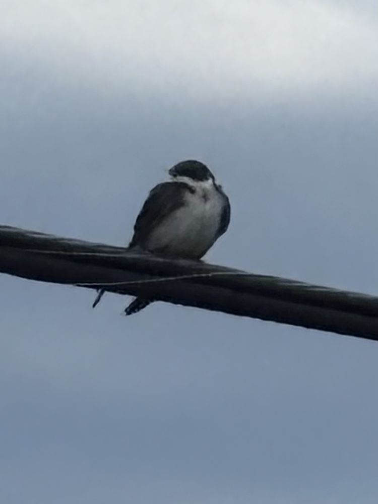 The same swallow, zoomed in