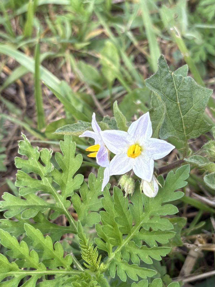 Horse nettle